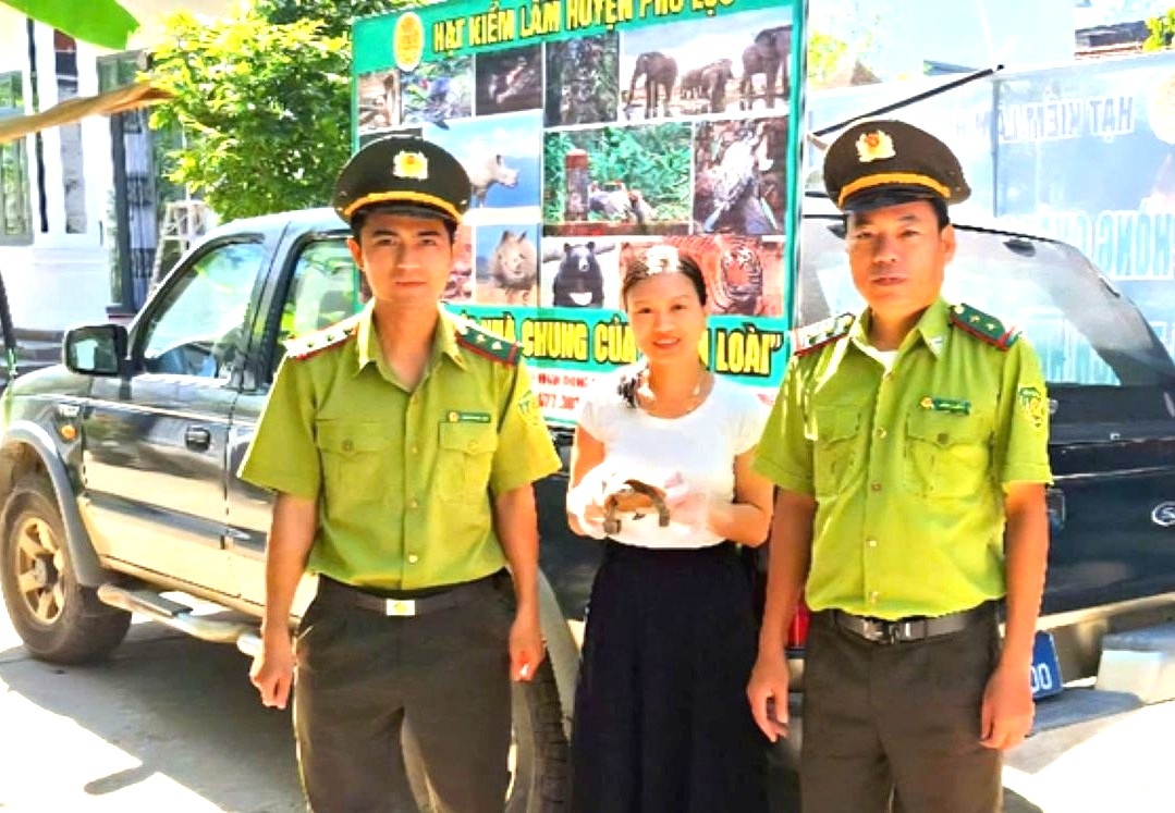 Người dân Huế giao nộp rùa núi vàng cho Kiểm lâm